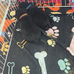 Brown collar - Black male Scottish Terrier puppy in Brule, Nebraska from Scottyland Yard