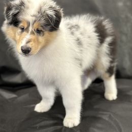 Goliat - Blue merle white and tan male Collie puppy in Linden, New Jersey from Juan's Biewer Terriers and Collies