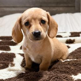 Girl 1 - Red female Dachshund puppy in Defuniak Springs, Florida from Anastasia Knight's Cocker Spaniels