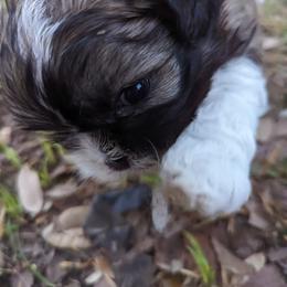 Shih Tzu Puppies from We Shih Tzu Not!