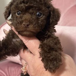 Boy 1 - Brown male Poodle puppy in Fredericktown, Missouri from Doodle Pups Fur-Ever
