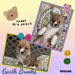 Boy 2 - White and red male Pembroke Welsh Corgi puppy in Athens, Alabama from Southern Sass Corgis