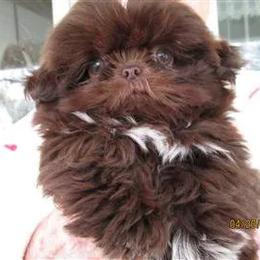 Shih Tzu Puppies from Southern Oklahoma Shih Tzus