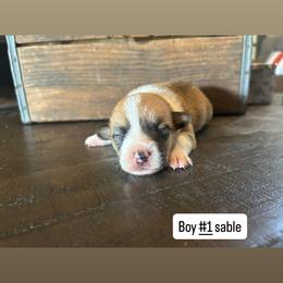 Boy 1 - Sable male Pembroke Welsh Corgi puppy in Greenwood, South Carolina from JOY Farms