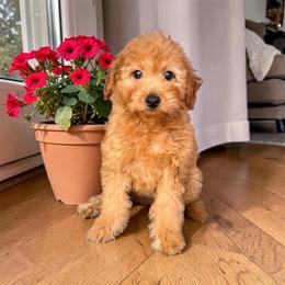 Millie - Red  female Goldendoodle puppy in Tucson, Arizona from Adored Poodle & Doodles