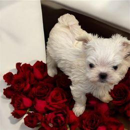 Chi Chi - White female Maltese puppy in Mooresville, North Carolina from Clearview Canines