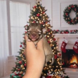Frosty- Tiny - Chocolate sabled fawn male Chihuahua puppy in Bulls Gap, Tennessee from Smokey Mountain Chihuahuas