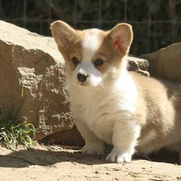 Pembroke Welsh Corgi Puppies from Rees Corgis