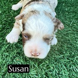 Susan - Red merle female Aussiedoodle puppy in Bakersfield, California from Annie's Aussies