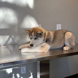 Siberian Husky Puppies from Hundley's Husky Haven
