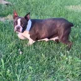 Merci - Boston Terrier