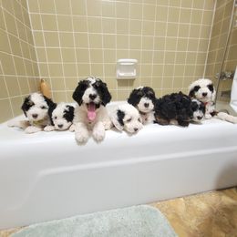 Bernedoodle puppies from Happy Valley Puppies