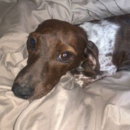 Penelope - Dachshund