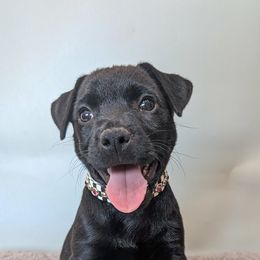 Alpine - female Patterdale Terrier puppy in Yucaipa, California from Moormont Kennels