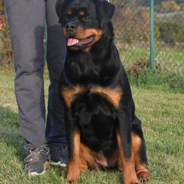 TIGRA - Rottweiler