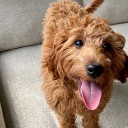 Goldendoodle and Poodle Puppies from Daisey's Doodles Seattle