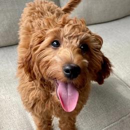 Goldendoodle and Poodle Puppies from Daisey's Doodles Seattle