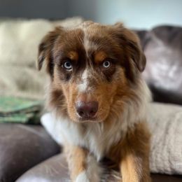 Decker - Australian Shepherd