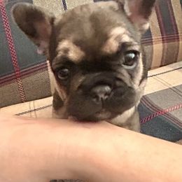 French Bulldog Puppies from Elm Frenchie Quarters