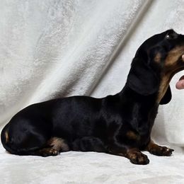Delta - Dachshund
