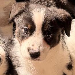 Tommy - Black and white male Cardigan Welsh Corgi puppy in Amsterdam, New York from Castle Cardigan Welsh Corgis