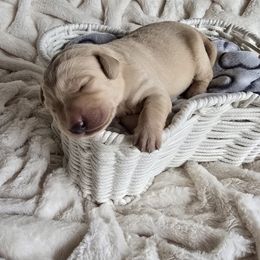 Color Black - Yellow male Labrador Retriever puppy in Rapid City, South Dakota from LuLu Ridge Pups