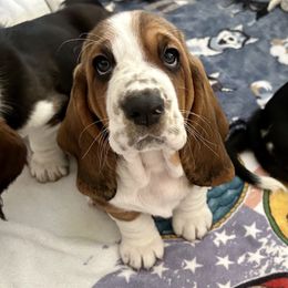 Girl 2 - Basset Hound puppy in Gilbert, Arizona from Redhead Hounds