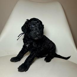 Zira - Purple Band Girl - Brindle female Poodle puppy in Plainfield, New Jersey from Caris Paws Poodles and Labradoodles