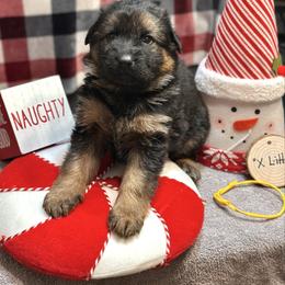 Xenos - Yellow - Black and red male German Shepherd puppy in Iola, Wisconsin from DeFelice's German Shepherds