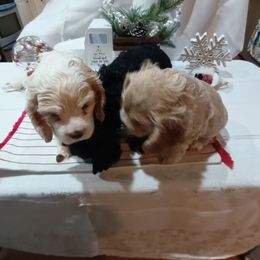 Cocker Spaniel Puppies from Hartwell Cocker Spaniel Kennel