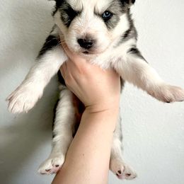 Siberian Husky Puppies from OAZS Pups