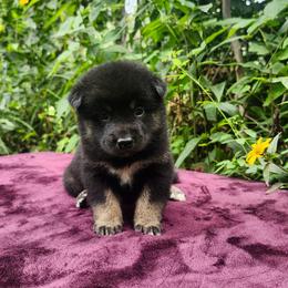 Milo - Black and tan male Shiba Inu puppy in Illinois from Precious-Puppies