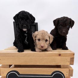 Malone - Apricot male Goldendoodle puppy in Rising Sun, Indiana from Ruby Lane Doodles