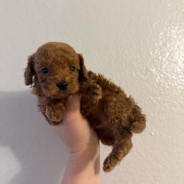 Squirt - Red male Cavapoo puppy in Fort Worth, Texas from Aloha Paradise Poodles LLC