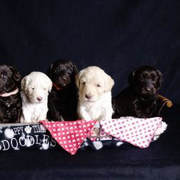 Australian Labradoodle Puppies from Happy Time Doodles