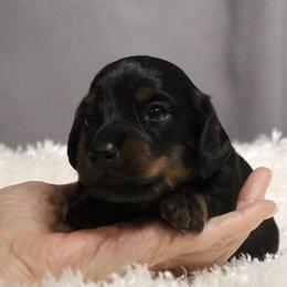 Shad - Black and tan male Dachshund puppy in Liberty, Texas from Sweetnlow Dachshund (Doxies)