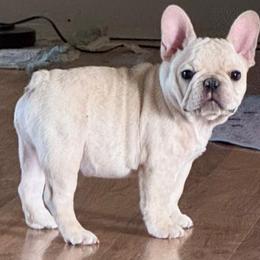French Bulldog Puppies from Painted Desert Frenchies