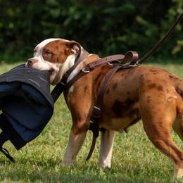 Alapaha Blue Blood Bulldog All Grown Up from Rebel Soul Kennel