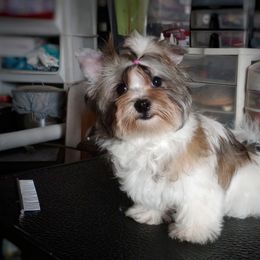 Companion Cross, Mal-Shi, Maltese, Maltipoo, Morkie, and Shih Tzu Puppies from Seeking Shalom Acres Maltese, Maltipoos & Havamalts