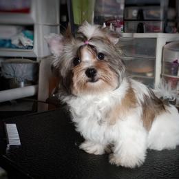Companion Cross, Mal-Shi, Maltese, Maltipoo, Morkie, and Shih Tzu Puppies from Seeking Shalom Acres Maltese, Maltipoos & Havamalts