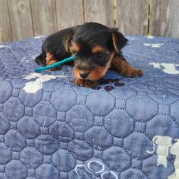 Mr. Baby blue - Black and tan male Yorkshire Terrier puppy in Woodway, Texas from The Yorkie Empire