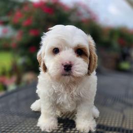 Beast - male Cavapoochon puppy in Bullard, Texas from Cavapoochon Central LLC