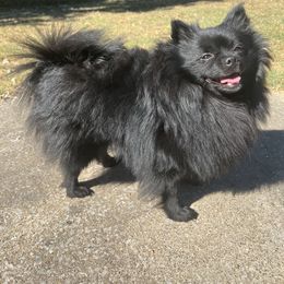 Pomeranians from Pom Squad