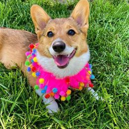 Pembroke Welsh Corgi Puppies from Clearsky Corgis