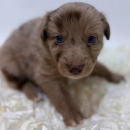 Corduroy - Orange Collar - Red merle male Australian Shepherd puppy in San Marcos, California from Faith Family Freedom Farm