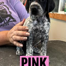 Pink Girl - Black roan female German Shorthaired Pointer puppy in Dearborn, Missouri from Hardwood Kennels