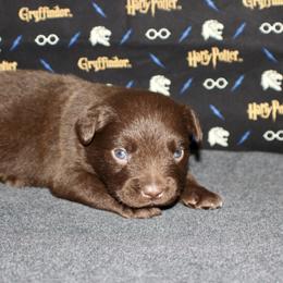 Australian Shepherd, Miniature American Shepherd, Miniature Australian Shepherd, and Toy Australian Shepherd Puppies from HP Aussie Kennels