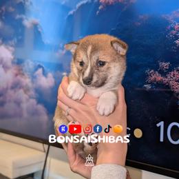 KIMI - Red female Shiba Inu puppy in Minnesota from BonsaiShibas
