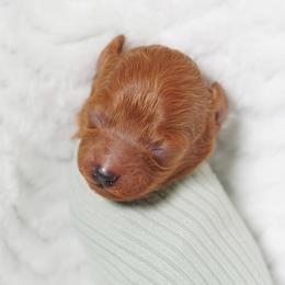 Lavender Collar - Red  female Poodle puppy in Las Vegas, Nevada from Plush Toy Poodle Puppies & Pals
