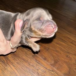 Girl 2 - Gray (blue) female Dachshund puppy in Eufaula, Alabama from B’s Dachshunds
